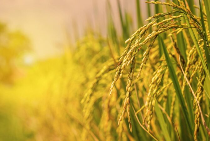 rice